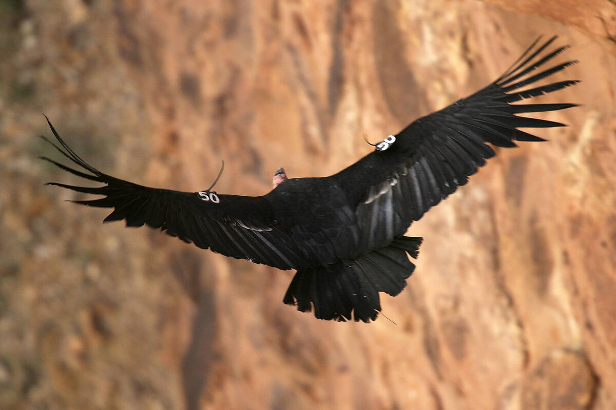 A California condor flies through Marble Gorge, east of Grand Canyon National Park, in March 20 ...