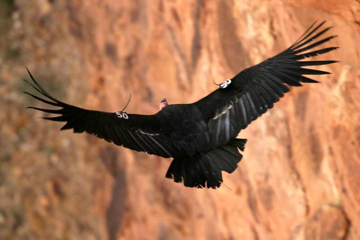 A California condor flies through Marble Gorge, east of Grand Canyon National Park, in March 20 ...