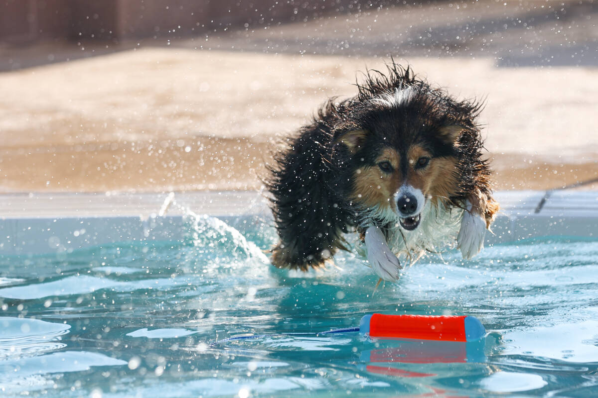 Frieda, a 5-year-old Australian Shepard, plunges into the pool for a toy during the annual Dog ...