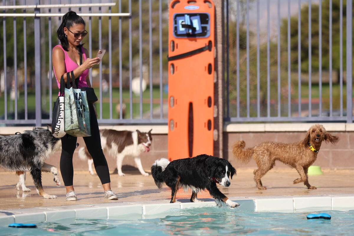 A dog dips their toe in the water while during the annual Dog Daze of Summer event at Desert Br ...