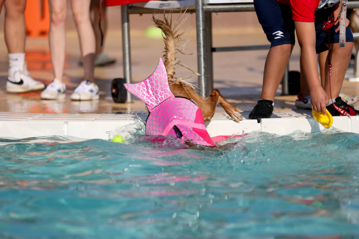 A Golden Retriever in a fish lifejacket dives into the pool during the annual Dog Daze of Summe ...