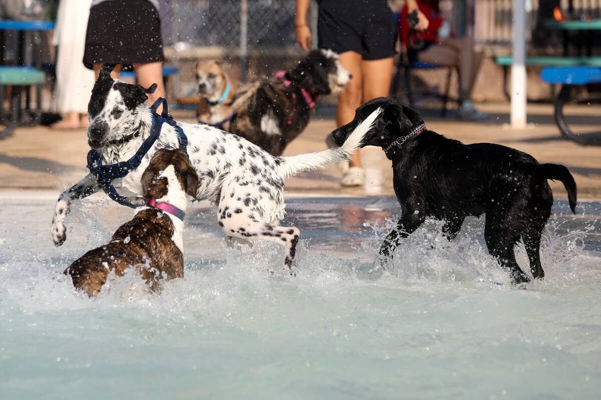 Dogs play in an unusual playground during the annual Dog Daze of Summer event at Desert Breeze ...