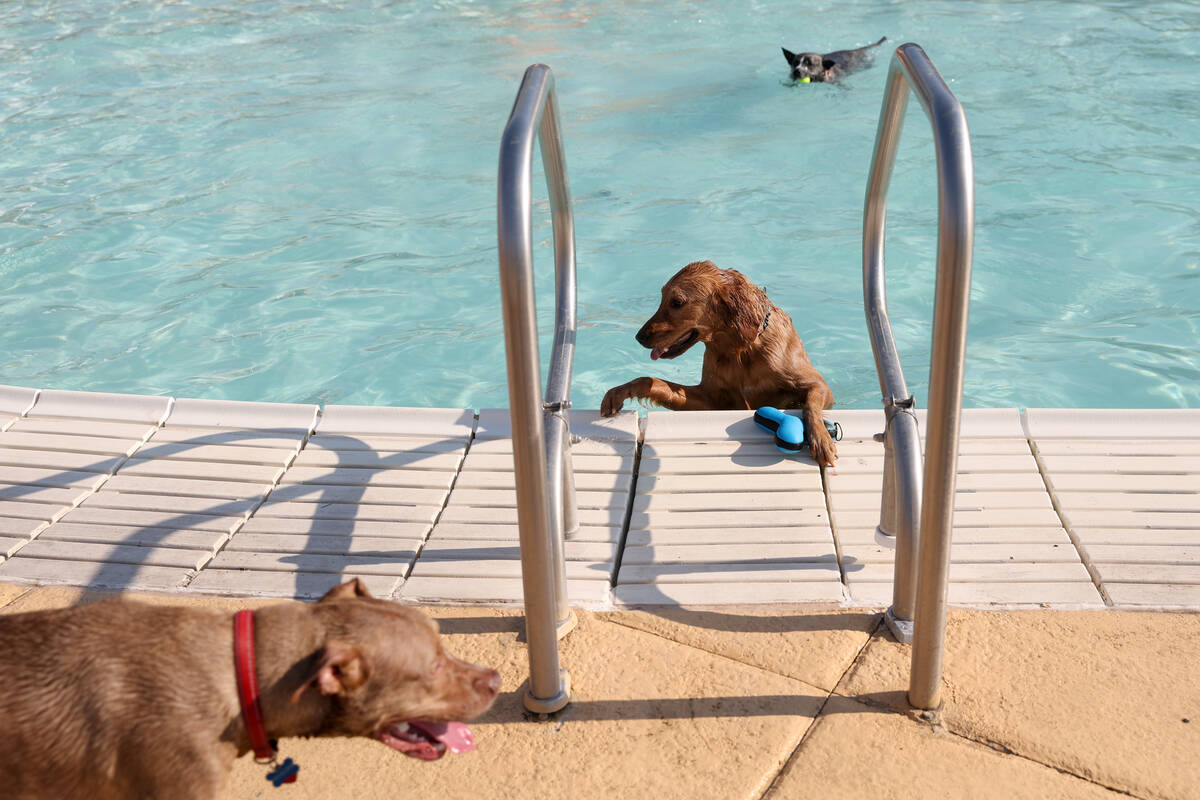 Phoebe, a 2-year-old Golden Retriever, gets out of the pool to return her toy during the annual ...