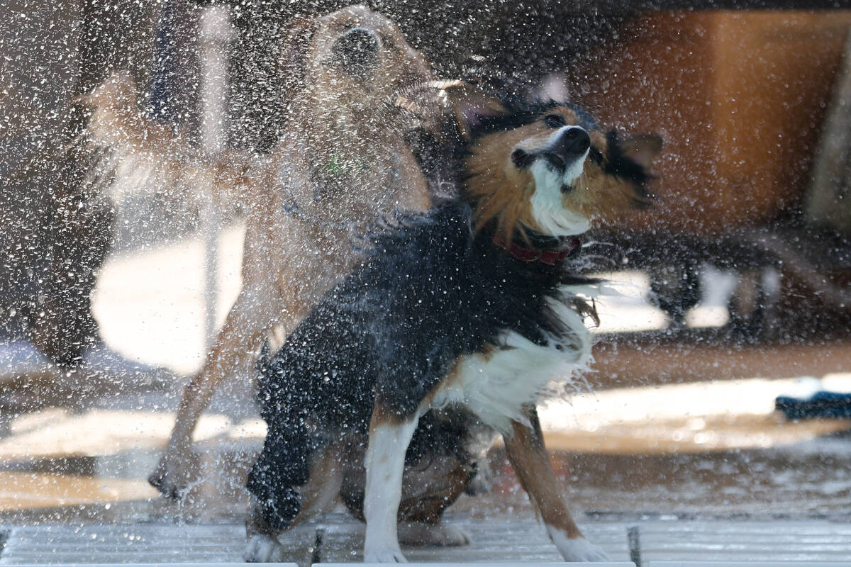 Frieda, a 5-year-old Australian Shepard, shakes off water from the pool during the annual Dog D ...