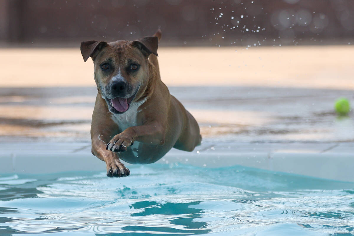 Summer, a 7-year-old Pitbull rescue, soars into the pool during the annual Dog Daze of Summer e ...