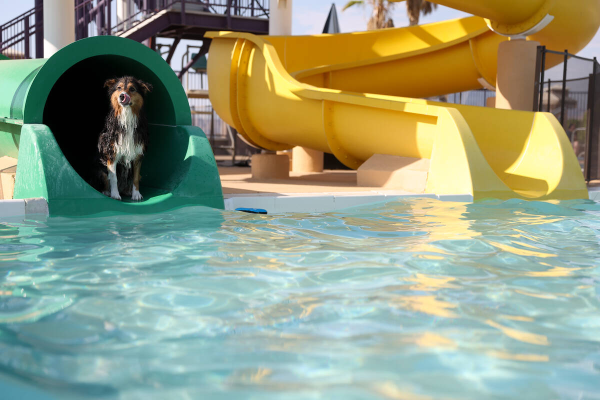 Frieda, a 5-year-old Australian Shepard, found her way into the slide during the annual Dog Daz ...