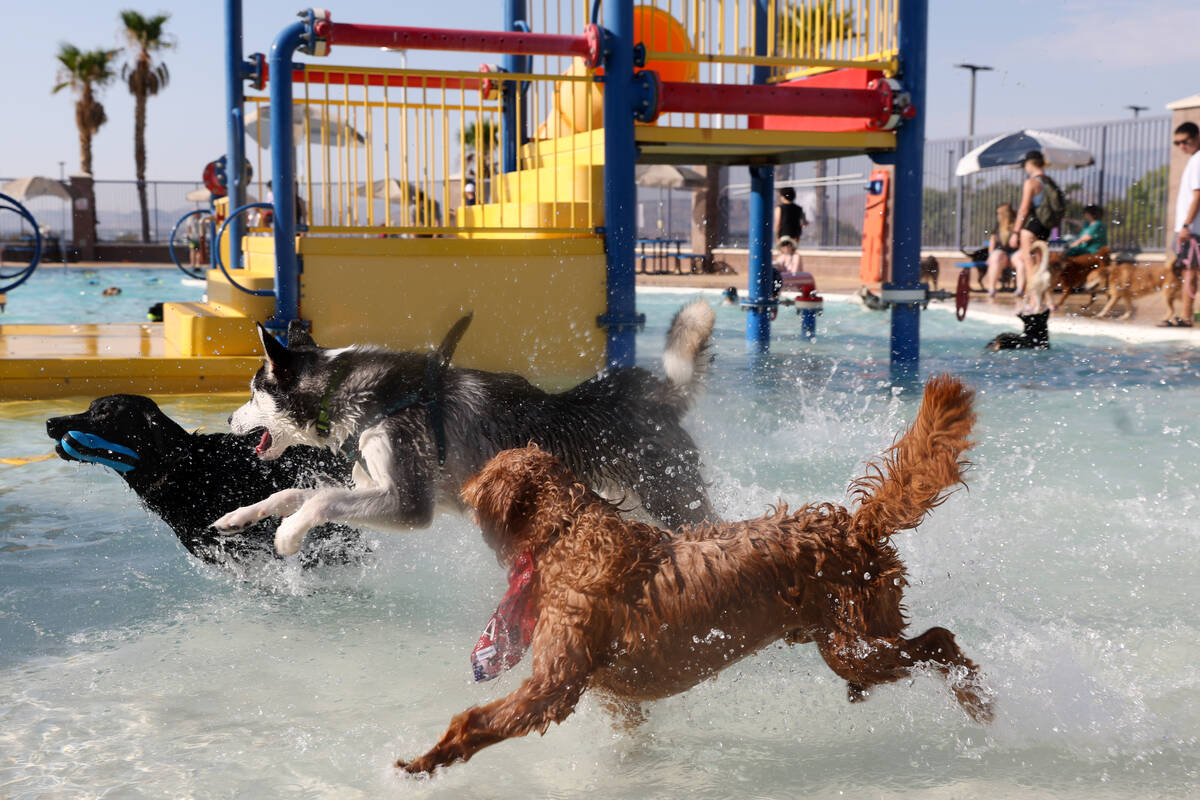 Dogs race for a toy during the annual Dog Daze of Summer event at Desert Breeze Aquatic Facilit ...