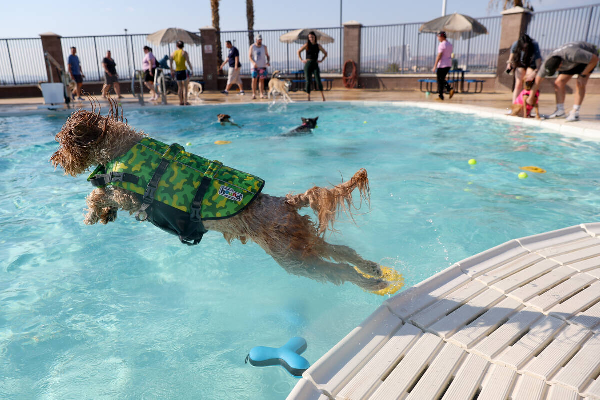 Jack, a 3-year-old Goldendoodle, launches into the pool during the annual Dog Daze of Summer ev ...