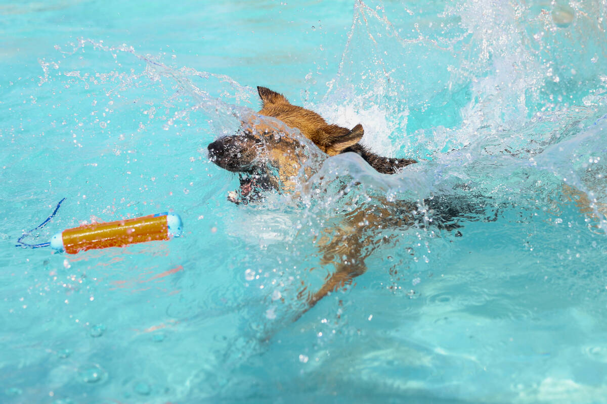 Payton, a 2-year-old German Shepard, swallows water on his way to a toy during the annual Dog D ...