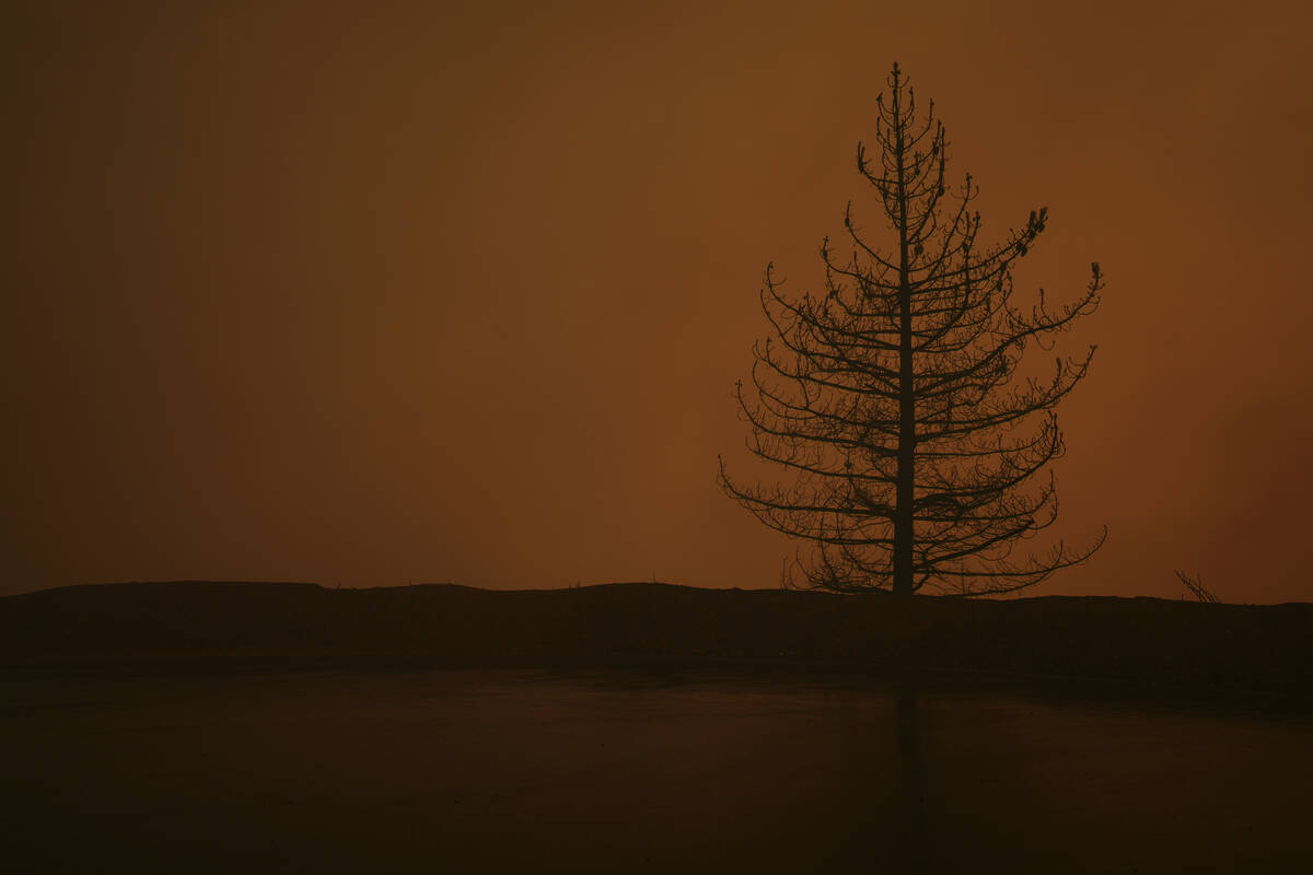 A tree stands, burned after the Line Fire passed through Saturday, Sept. 7, 2024, in Running Sp ...