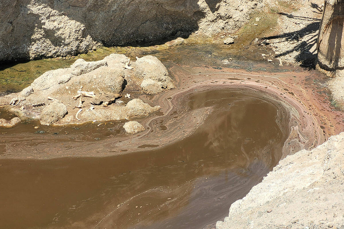 Owls Hole Spring in early September 2024. The likely algal bloom is visible on the banks and as ...