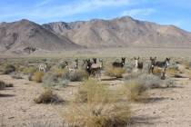 Burros roam Death Valley National Park. (National Park Service)