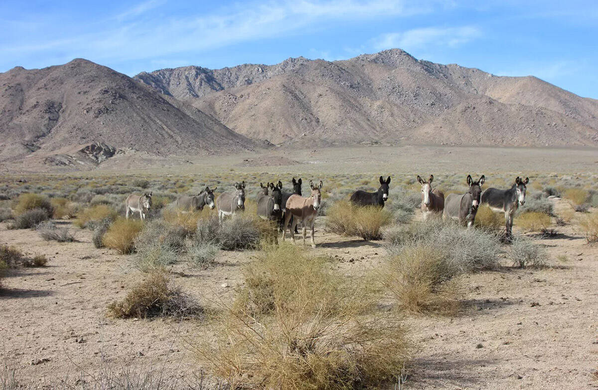 Burros roam Death Valley National Park. (National Park Service)