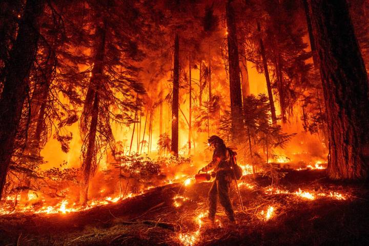 A firefighter uses a drip torch to burn vegetation while trying to stop the Park Fire from near ...