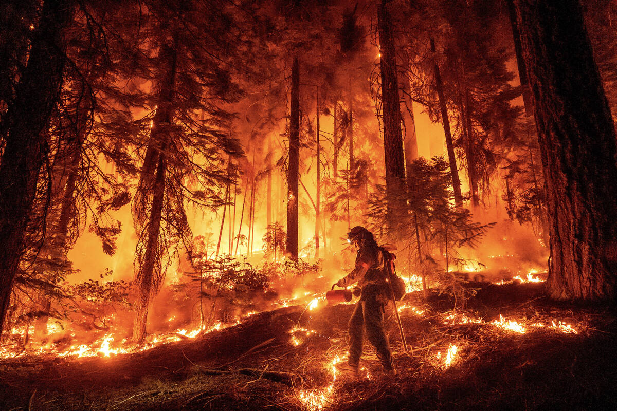 A firefighter uses a drip torch to burn vegetation while trying to stop the Park Fire from near ...