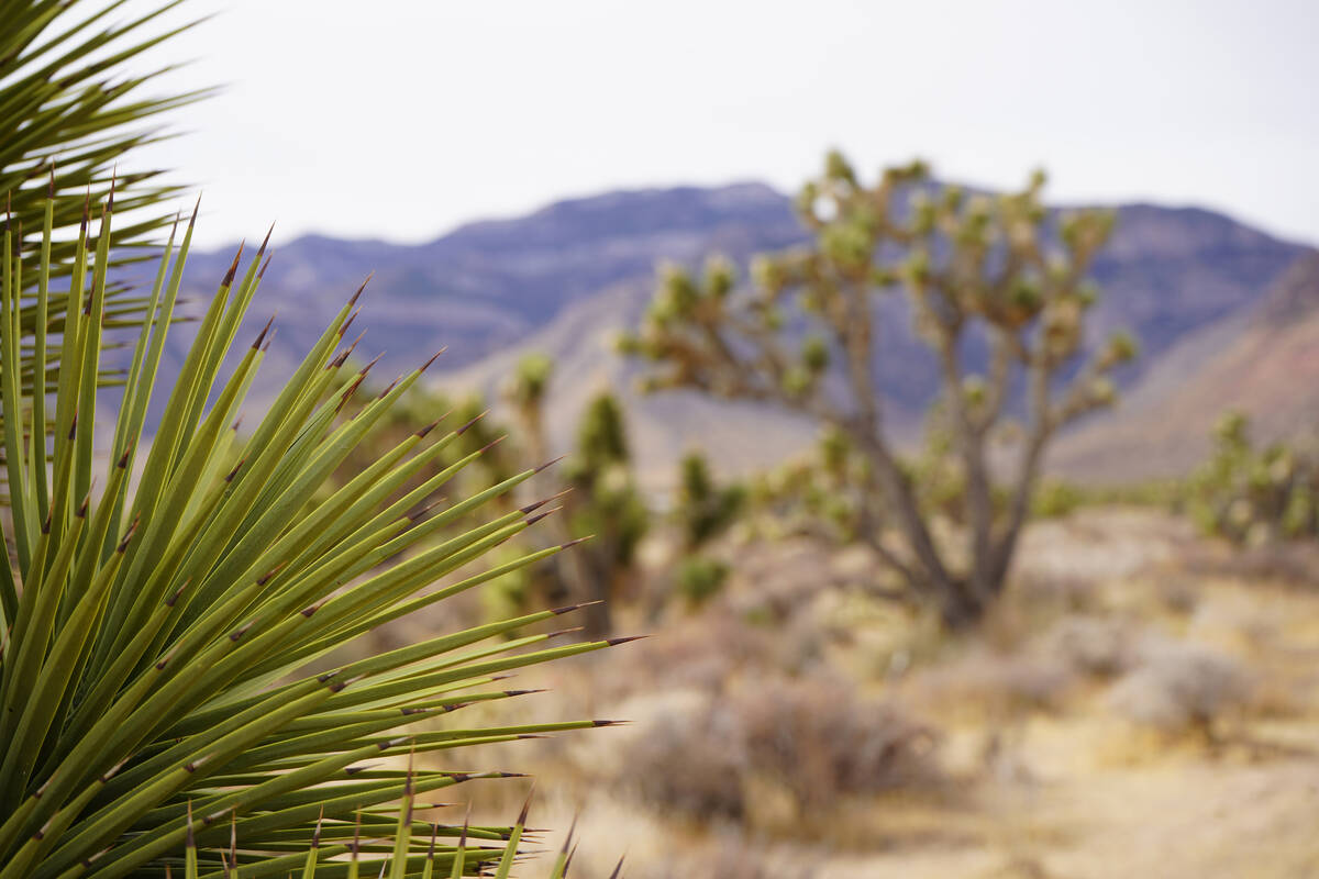 Joshua trees near and far along the trails radiating from the Late Night Trailhead parking lot. ...