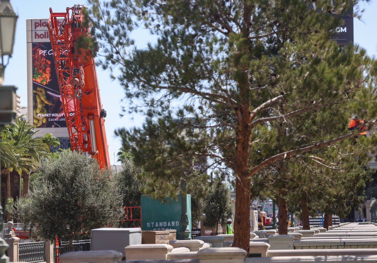 Tractors and equipment near the trees outside the Bellagio hotel-casino in Las Vegas, Tuesday, ...