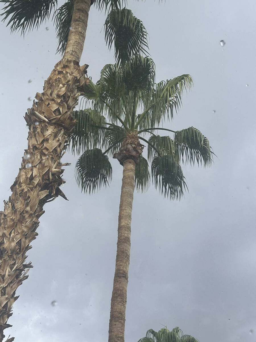 Rain falls at a Henderson apartment complex near Gibson Road and the 215 Beltway on Friday, Sep ...