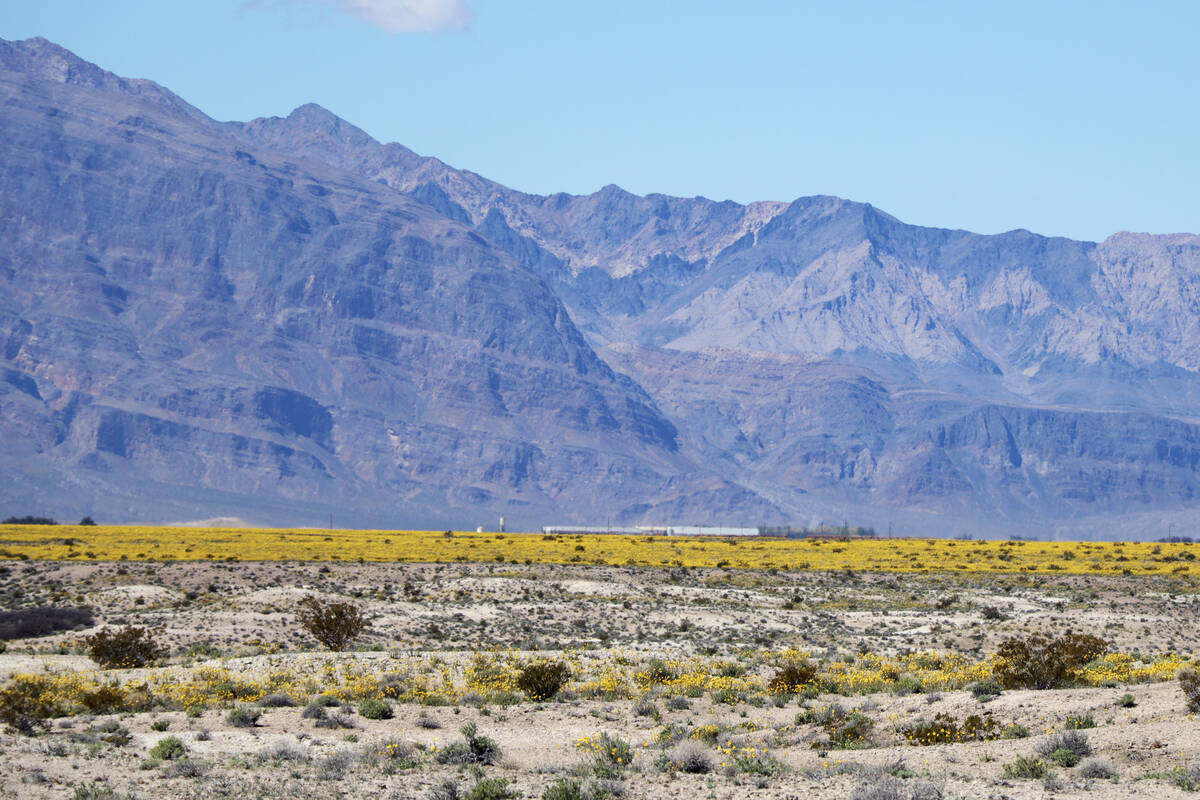 Desert gold wildflowers bloom at the north end of Ash Meadows National Wildlife Refuge in Amarg ...