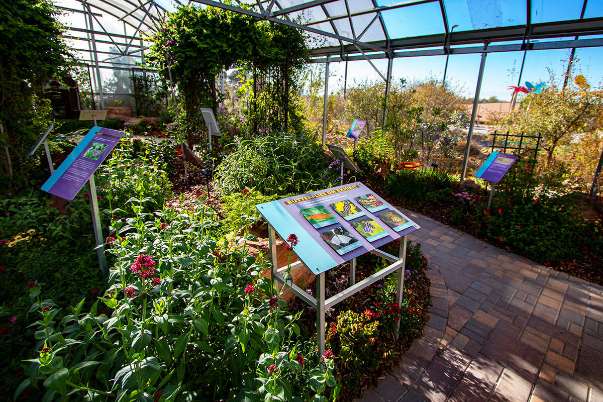 The Springs Preserve's Butterfly Habitat opens on Oct. 5. (Springs Preserve)