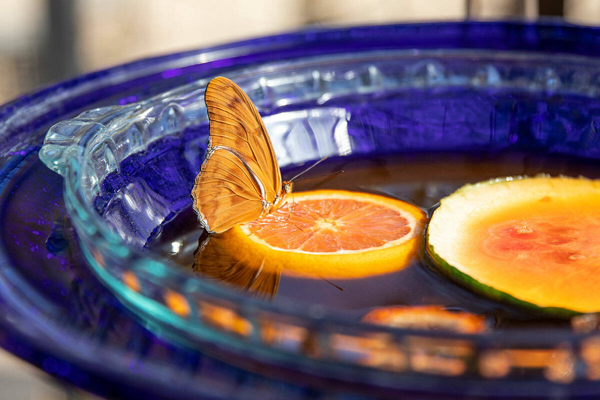 The Springs Preserve's Butterfly Habitat opens on Oct. 5. (Springs Preserve)