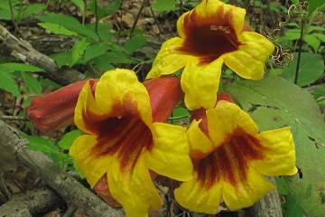 Crossvine is a winter-hardy climbing plant with trumpet-shaped flowers. (Bob Morris)