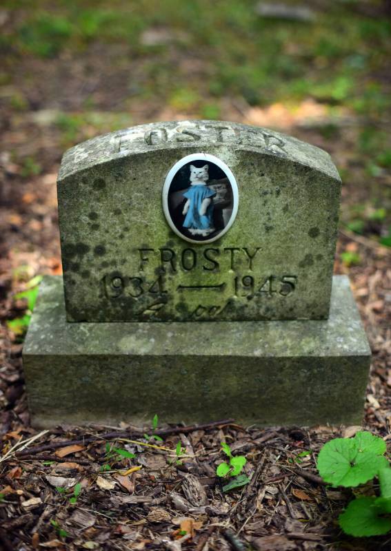 The grave of feline fashion plate Frosty Foster, died in 1945 and interred at Aspin Hill, Maryl ...