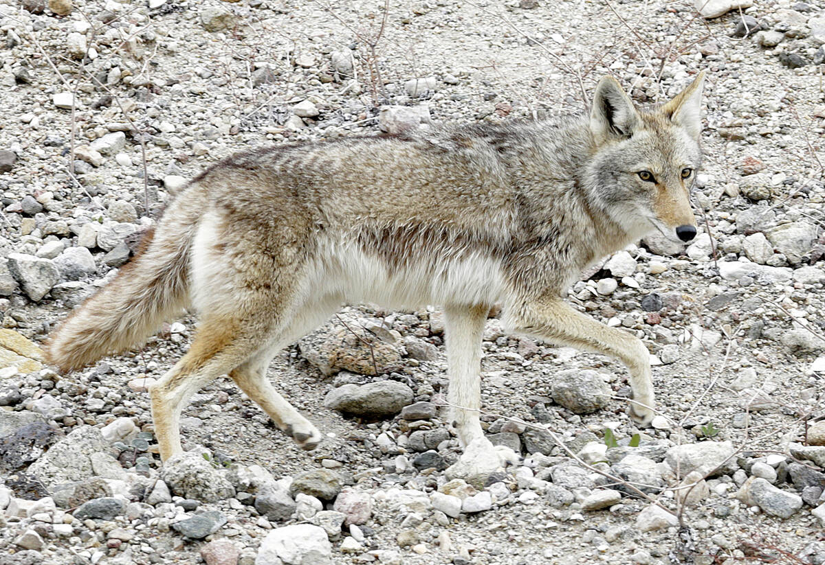 A coyote wanders at Lake Mead in this Jan. 12, 2017, file photo. (Bizuayehu Tesfaye/Las Vegas R ...