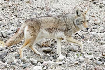 A coyote wanders at Lake Mead in this Jan. 12, 2017, file photo. (Bizuayehu Tesfaye/Las Vegas R ...