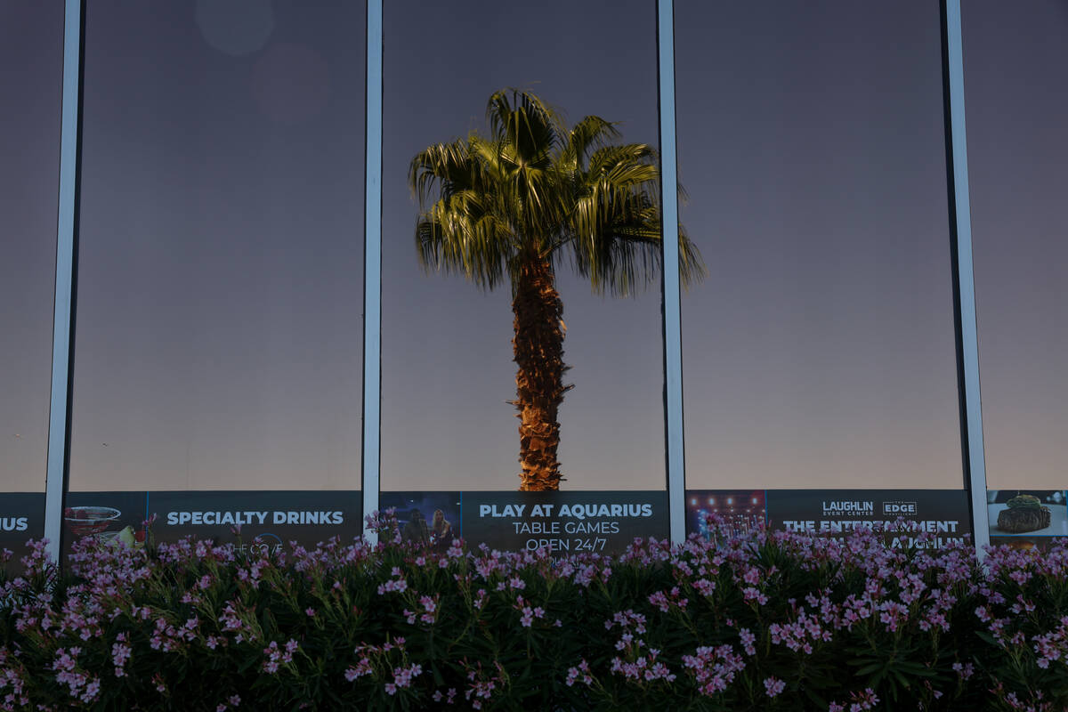 A palm tree reflects in the outside of Aquarius resort-casino on Tuesday, Sept. 17, 2024, in La ...