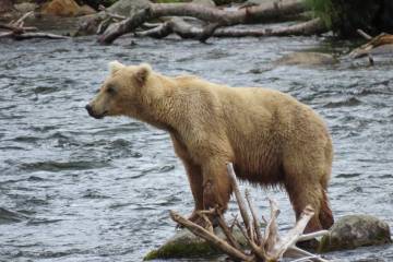 This image provided by the National Park Service shows bear bear 128 Grazer at Katmai National ...