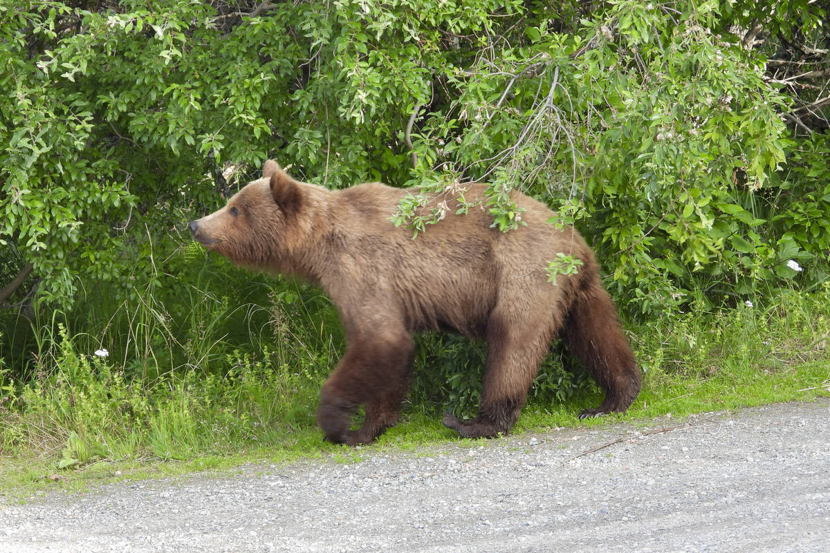 This image provided by the National Park Service shows bear 519 at Katmai National Park in Alas ...