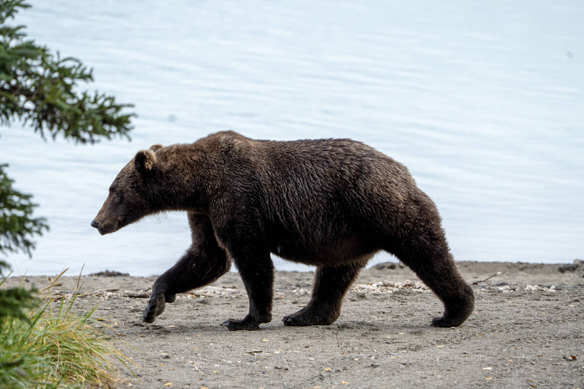 This image provided by the National Park Service shows bear 504 at Katmai National Park in Alas ...