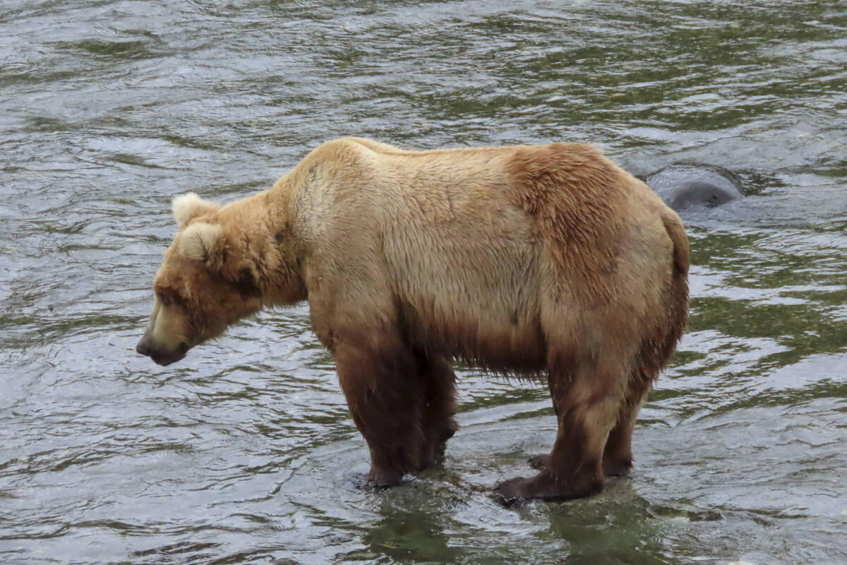 This image provided by the National Park Service shows bear 164 at Katmai National Park in Alas ...