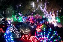 Guests walk through Ethel M Chocolates' Holiday Cactus Garden in Henderson, Nov. 5, 2019. (Rach ...