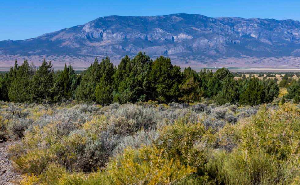 Bahsahwahbee is a grove of Rocky Mountain juniper trees, locally called swamp cedars, in White ...