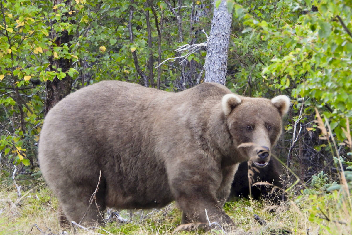 This image provided by the National Park Service shows bear 128 Grazer at Katmai National Park ...