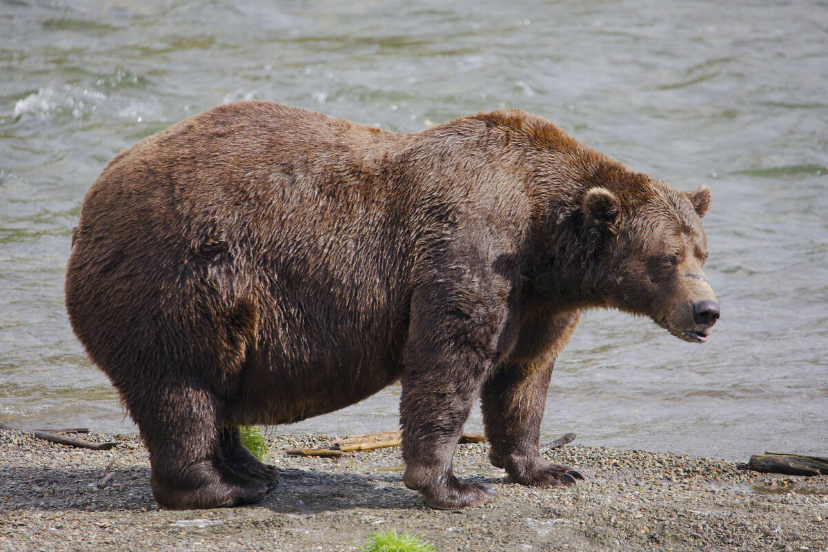 This image provided by the National Park Service shows bear 32 Chunk at Katmai National Park in ...