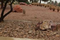 A coyote is seen near the sidewalk of Del Webb Boulevard in Sun City Summerlin. (Jan Hogan)