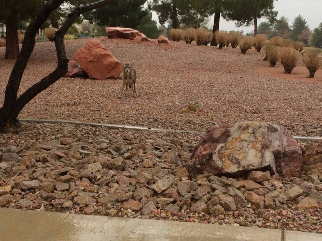 A coyote is seen near the sidewalk of Del Webb Boulevard in Sun City Summerlin. (Jan Hogan)