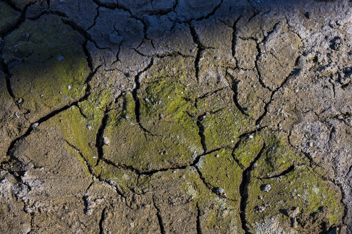 Some possible blue-green algae blooms near the shoreline within the Cottonwood Cove Marina at L ...