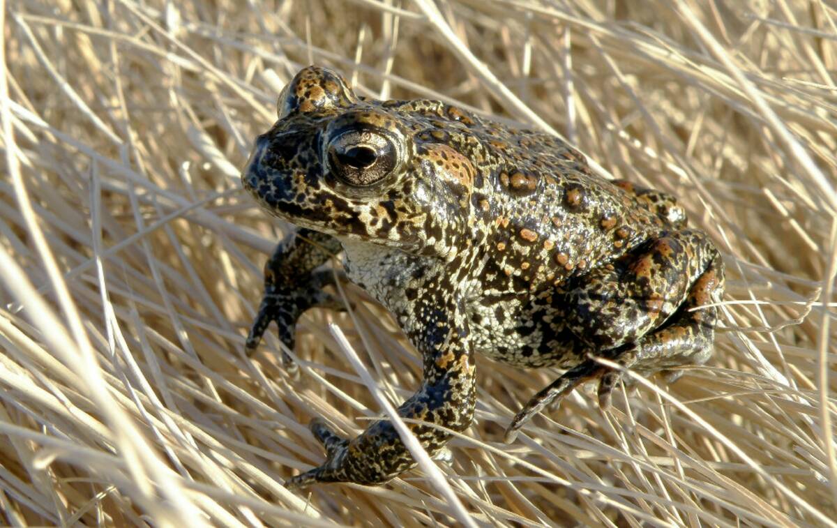 A Dixie Valley toad sits atop grass in Dixie Valley in 2009. (Matt Maples/Nevada Department of ...