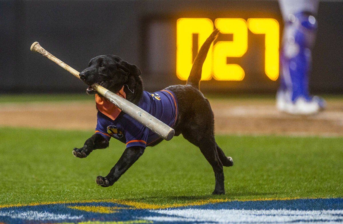 Finn the bat dog fetches one for the Aviators against the Dodgers during the second inning of t ...