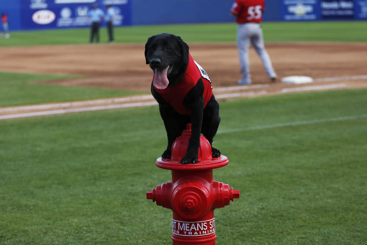 Las Vegas 51s bat dog Finn waits for a command during a game against the Albuquerque Isotopes a ...