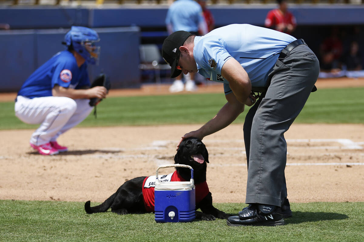 Umpire Bryan Fields pets Las Vegas 51s bat dog Finn after he brought him a cooler with bottles ...