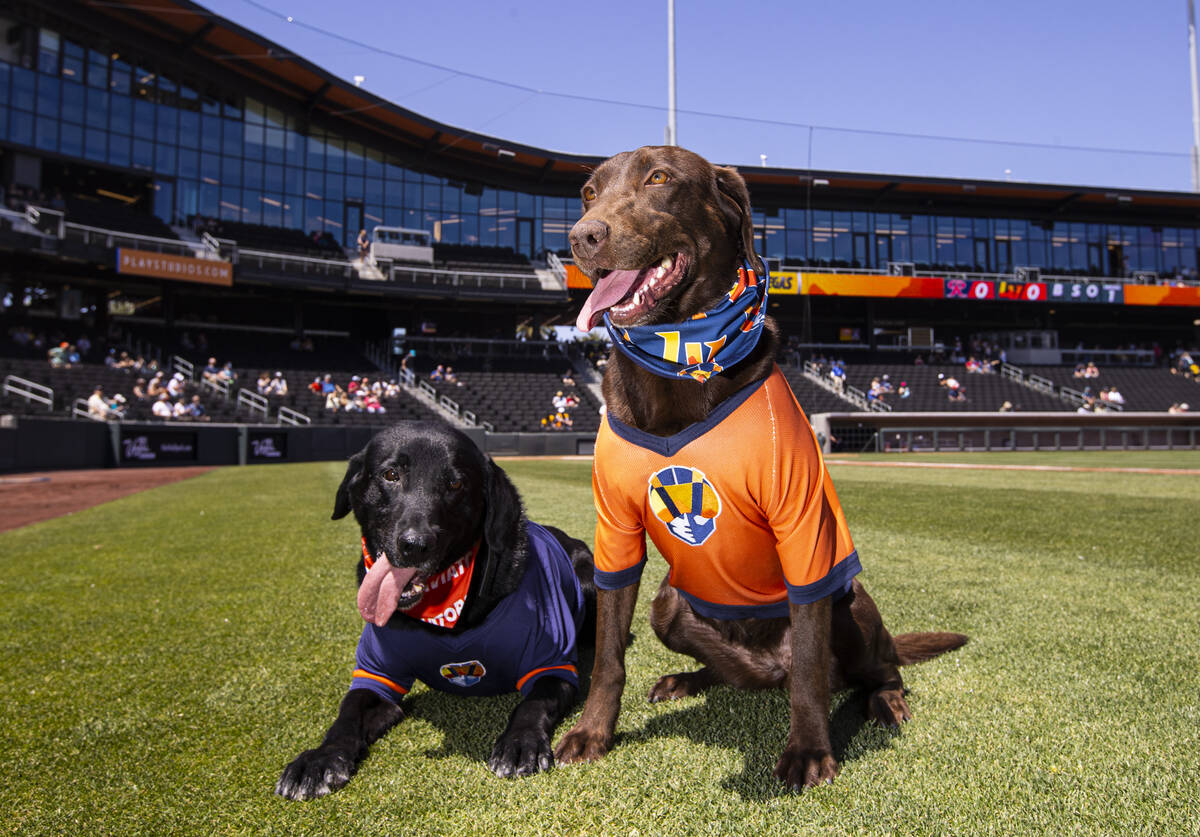 Las Vegas Aviators bat dogs Finn, left, and Lambo pose for a portrait before an ...