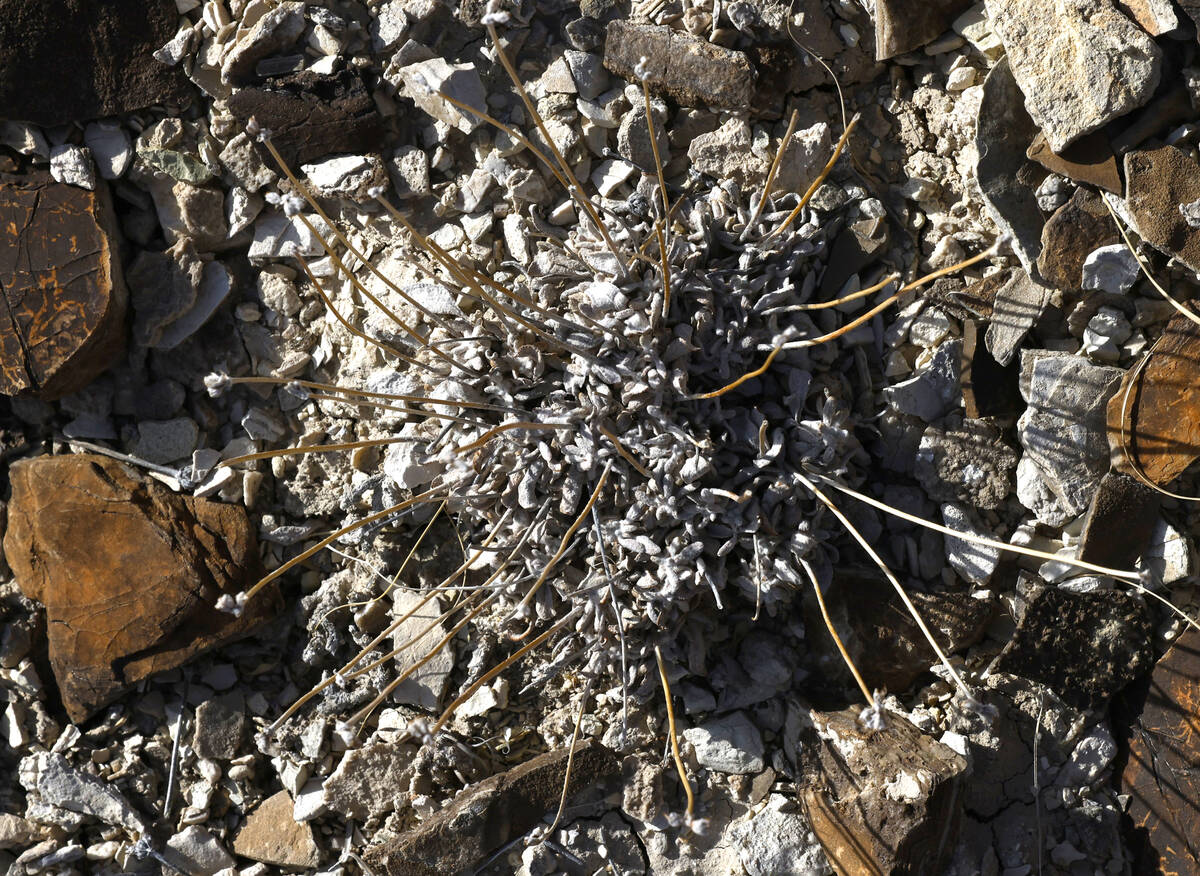 A dormant Tiehm's buckwheat, a small yellow flower that grows in lithium-rich Nevada soil, is s ...