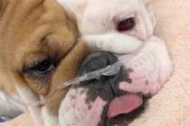 Reba the bulldog. (Metropolitan Police Department)