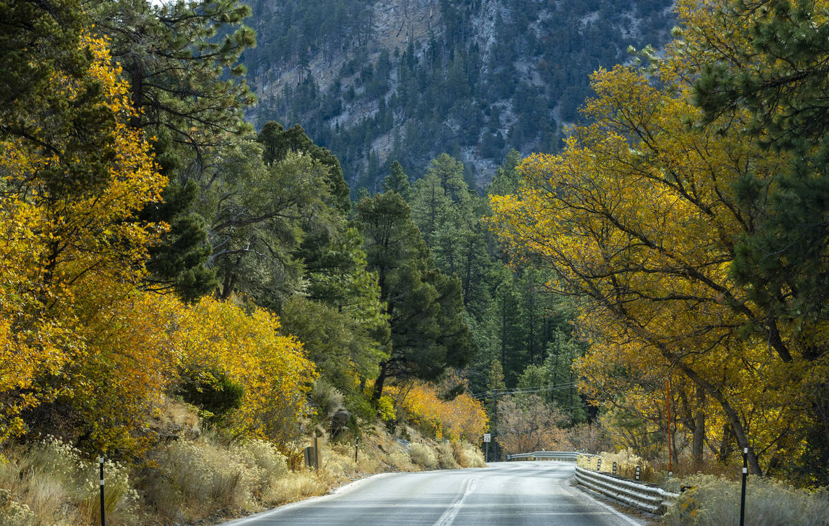 Leaves are still into fall color along Kyle Canyon on Thursday, Oct. 31, 2024, on Mount Charles ...