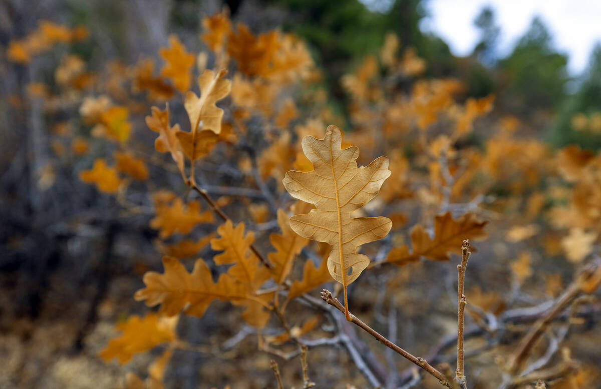 Leaves are still into fall color along Kyle Canyon on Thursday, Oct. 31, 2024, on Mount Charles ...